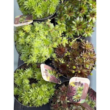 Zestaw 6 roślin ROJNIK| Sempervivum mix XXL doniczka 17cm wysokość 15cm