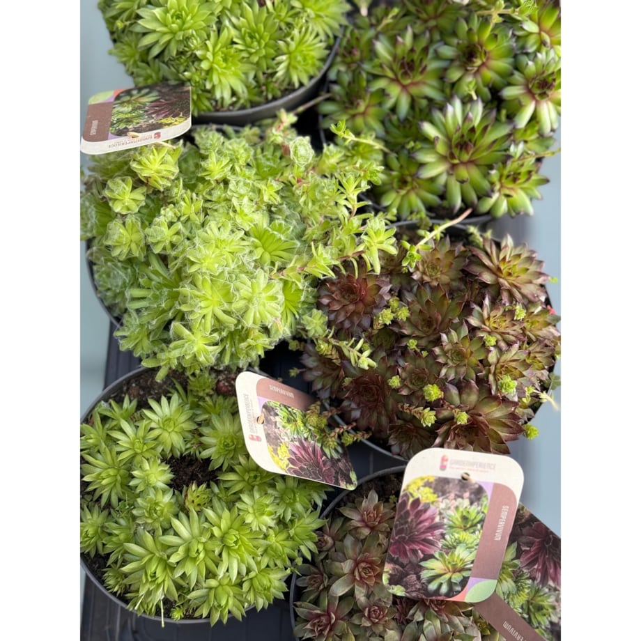 Zestaw 6 roślin ROJNIK| Sempervivum mix XXL doniczka 17cm wysokość 15cm