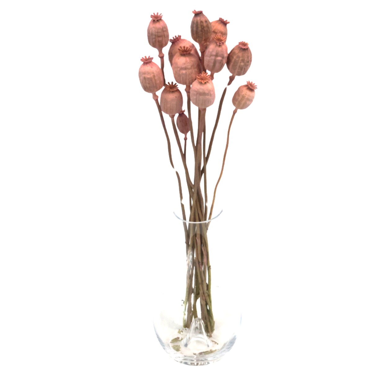 Suszone makówki różowe