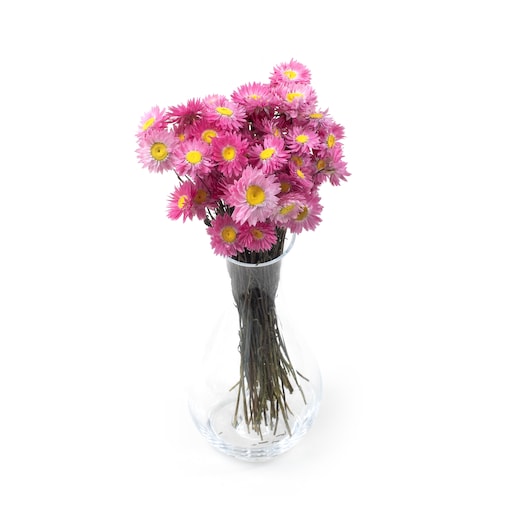 Suszone Acroclinium Różowe