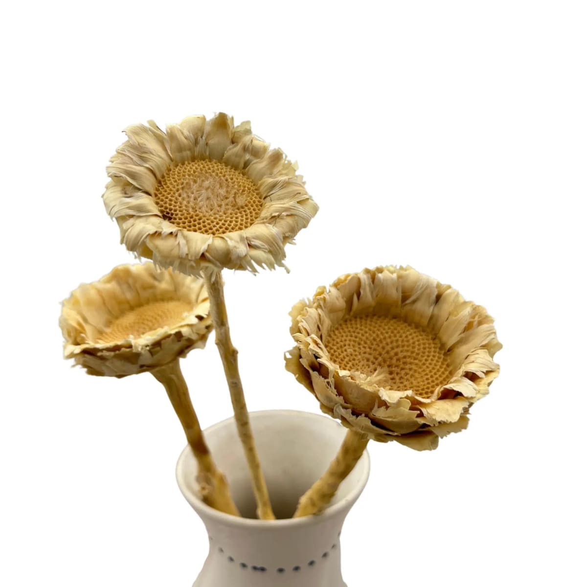 Suszona protea rosetta bielona - kwiaty suszone