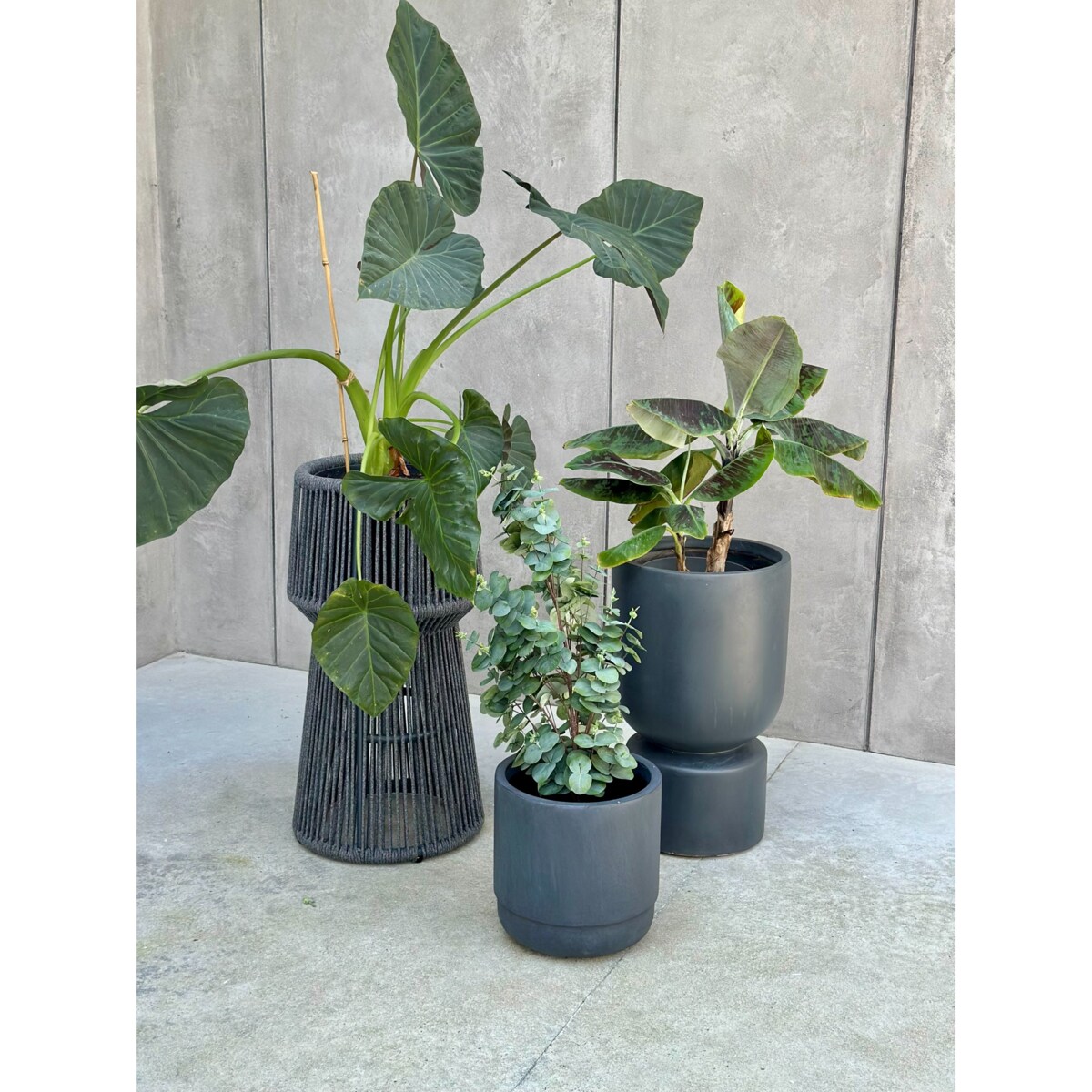 KWIETNIK TYZIANO SZARY