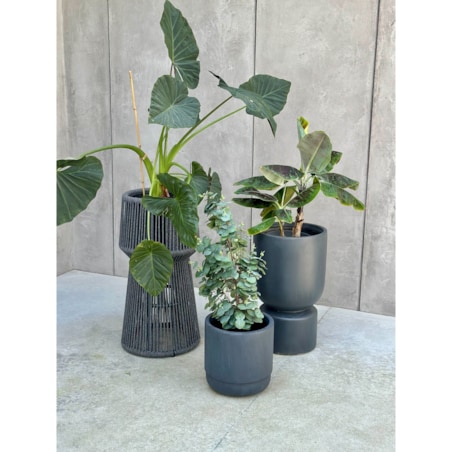 KWIETNIK TYZIANO SZARY