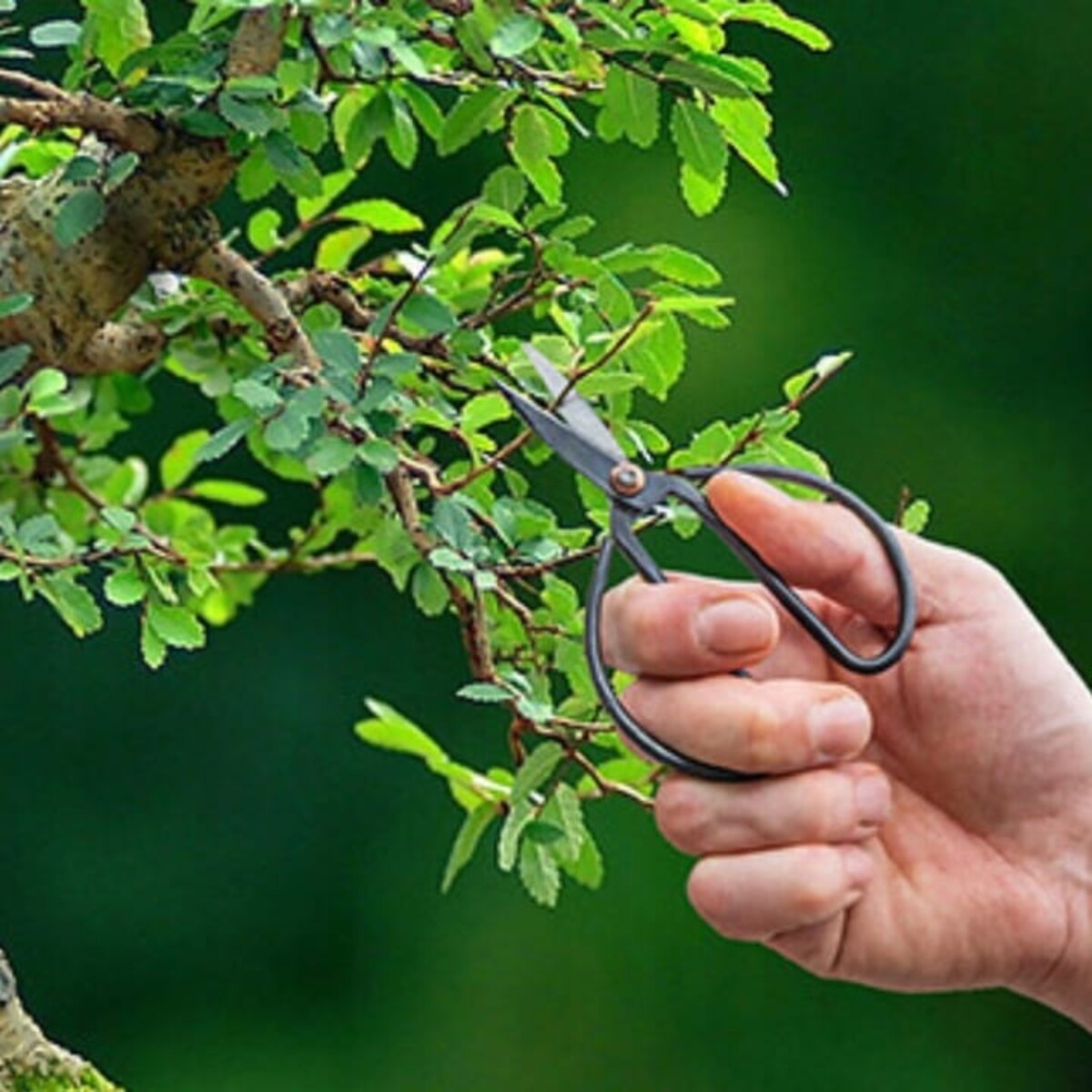 Nożyczki Sekator do Cięcia Formowania BONSAI Kwiatów Mocne Stalowe