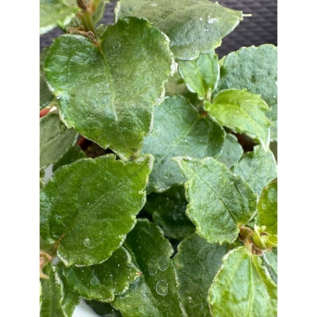 Pilea w ceramicznej doniczce – Ø 10 cm – wysokość 33 cm