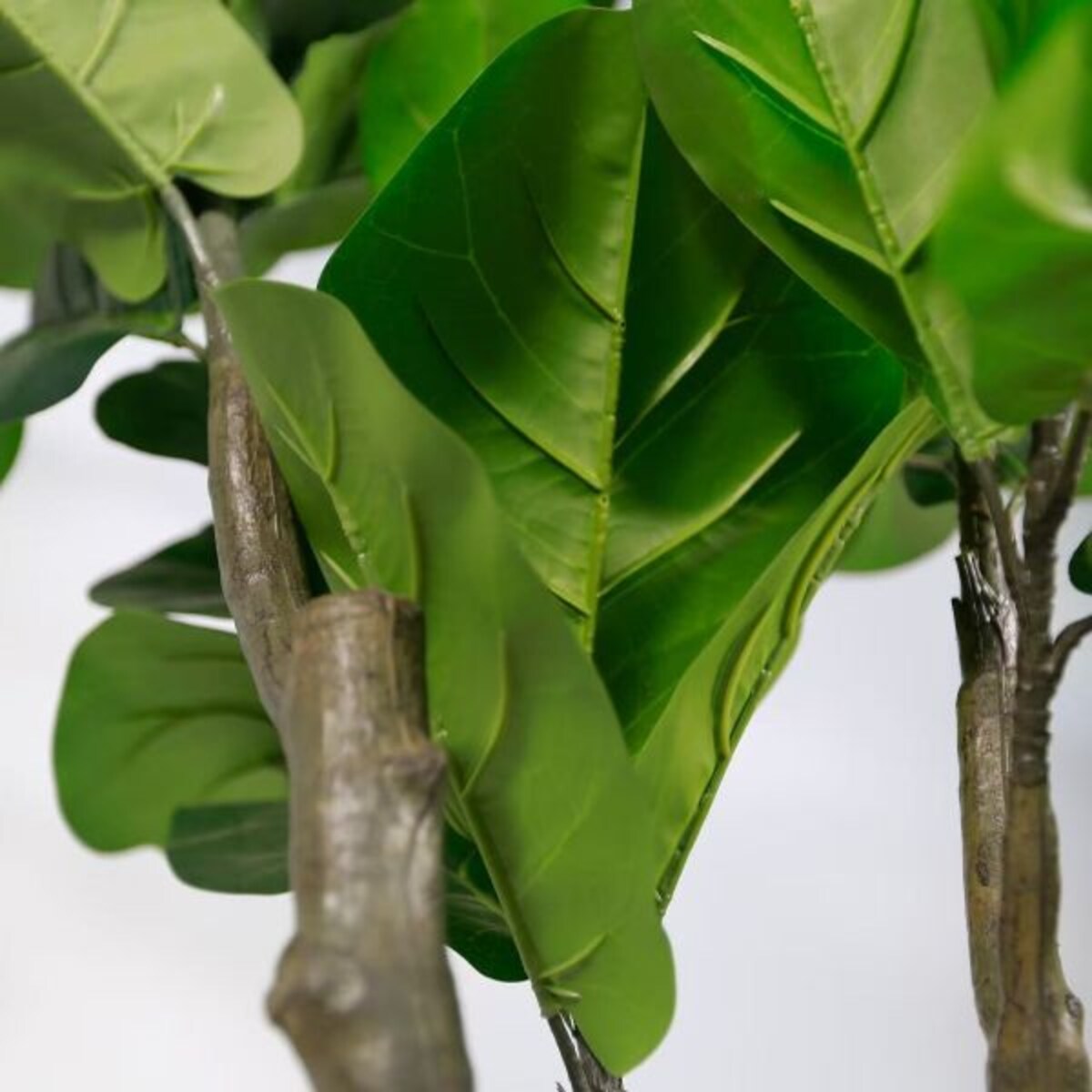 DUŻE DRZEWKO OLIWNE - 210 cm