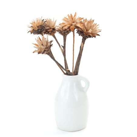 Suszone plumosum naturalne - kwiaty suszone