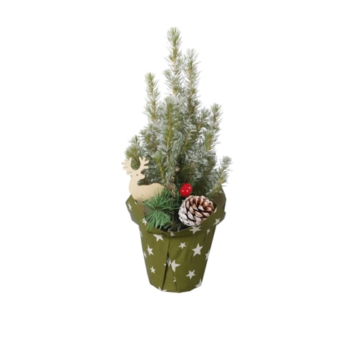Picea Glauca -choinka- mini z dekoracją Doniczka Ø9 cm | Wysokość ok. 30cm