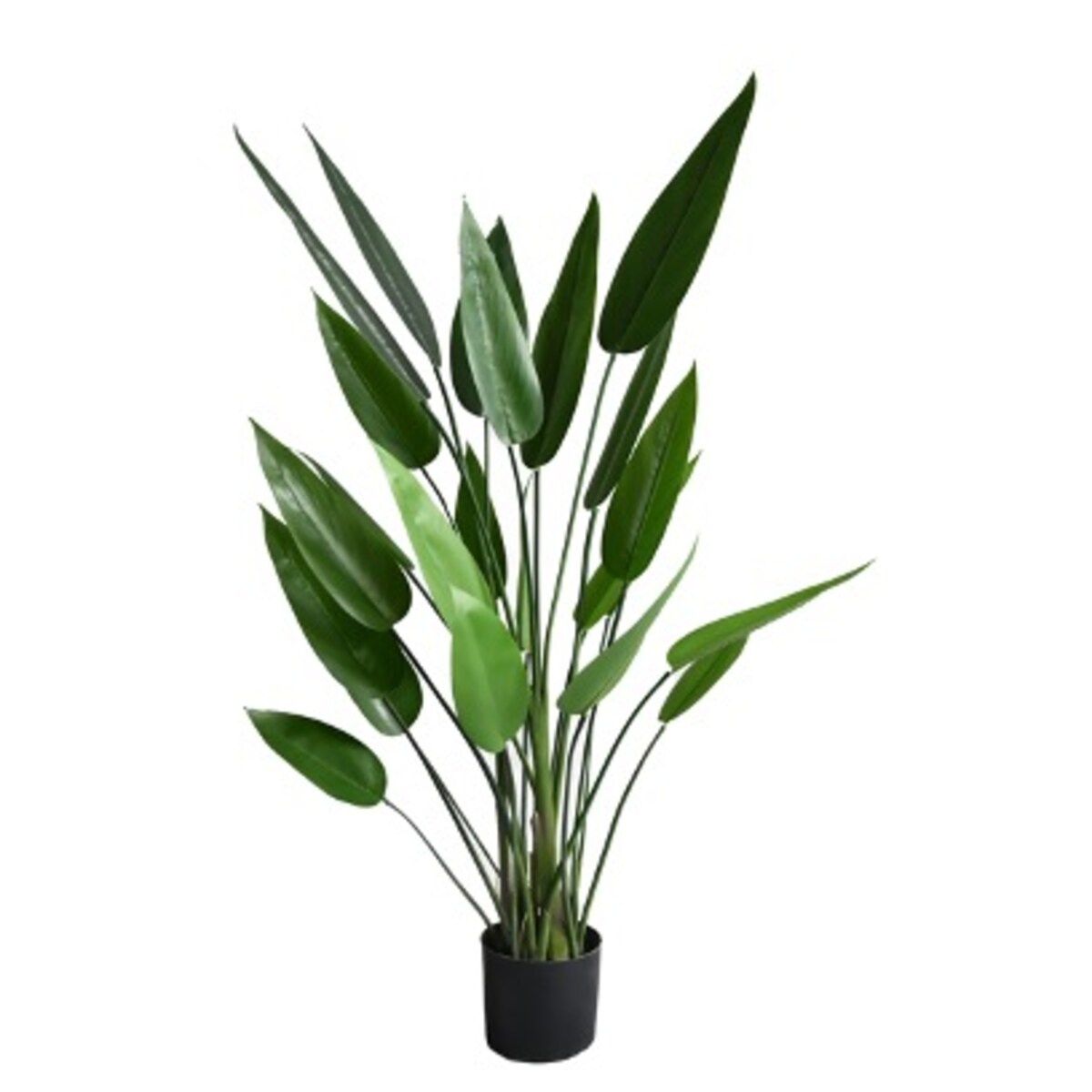 KWIAT STRELICJA KRÓLEWSKA 120 cm