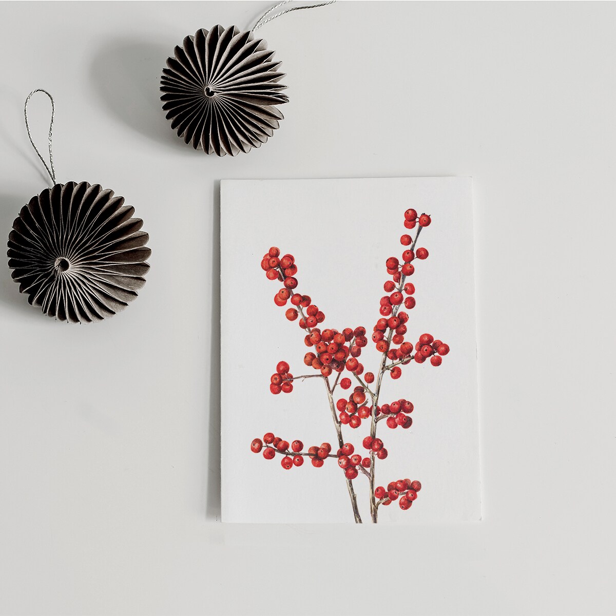 Plakat Ostrokrzew Okółkowy 30x40cm