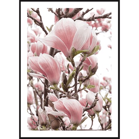 Poster Story, Plakat, Obraz - Różowa Magnolia w Akwareli, wymiary 42 x 60 cm