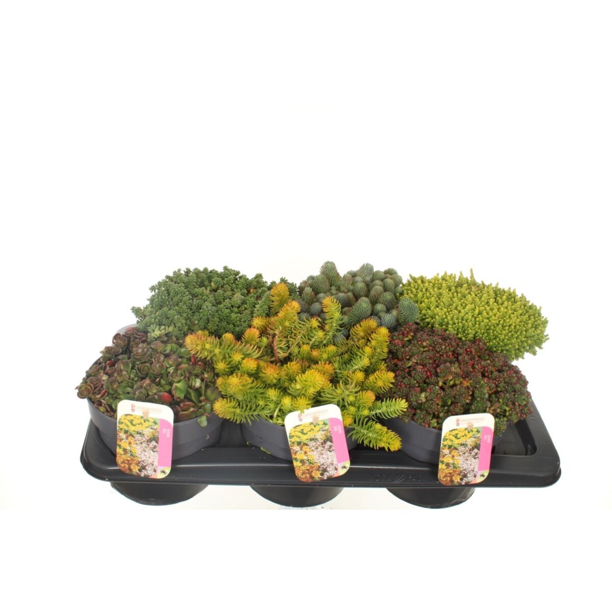 Zestaw mix 6 roślin Sedum XXL doniczka rozmiar 17cm wysokość 20cm