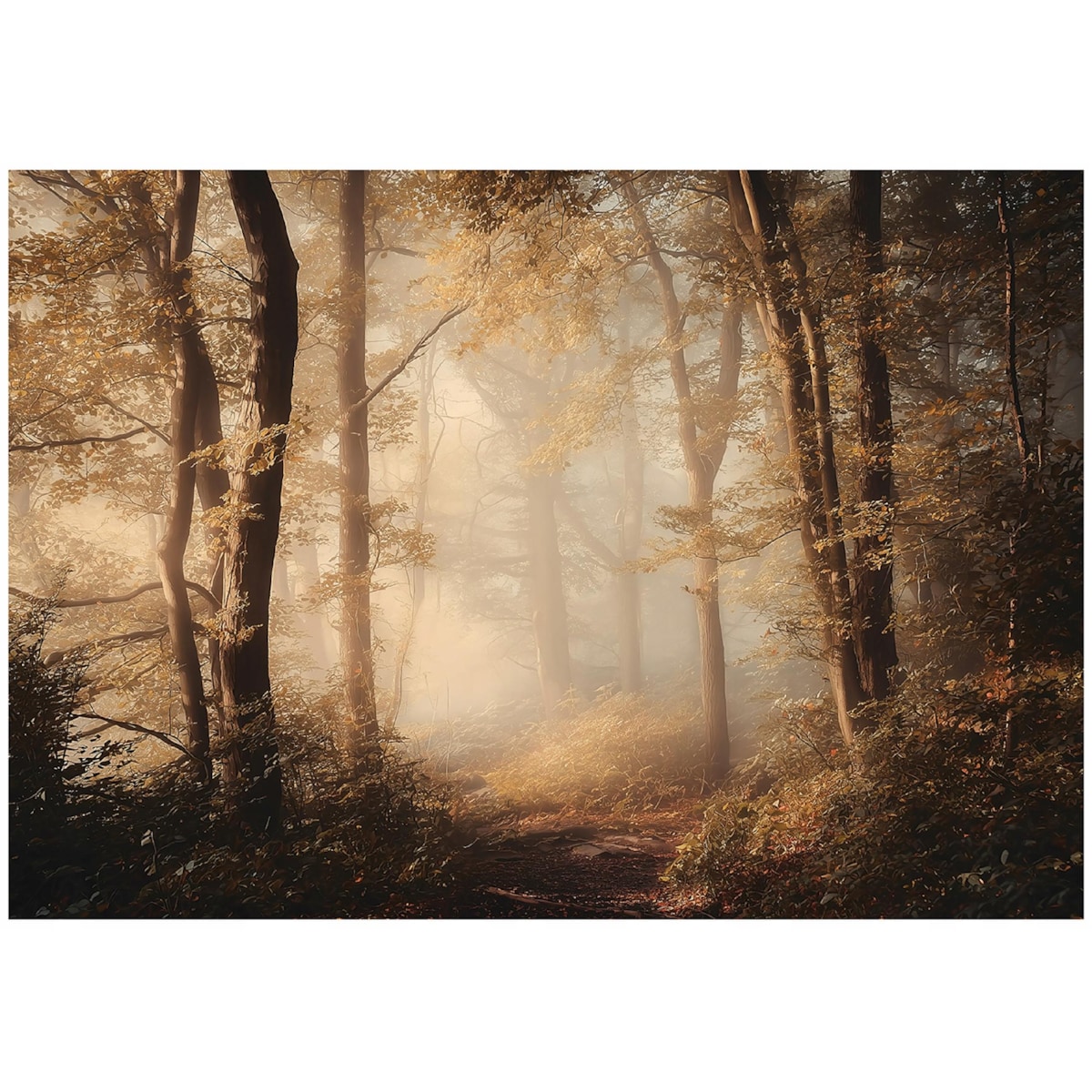 Fototapeta Do Sypialni Salonu Na Flizelinie Las Natura Brązowy 250x175