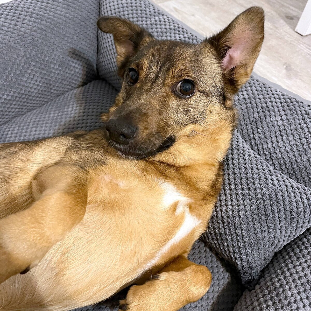 Przytulne legowisko dla psa TEO, 80x60 cm, Grafit