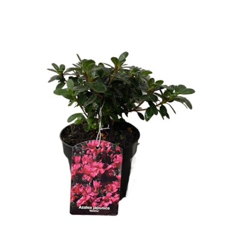 Azalia japońska-Azalea Melina Doniczka Ø 15 cm – Wysokość ok. 35 cm