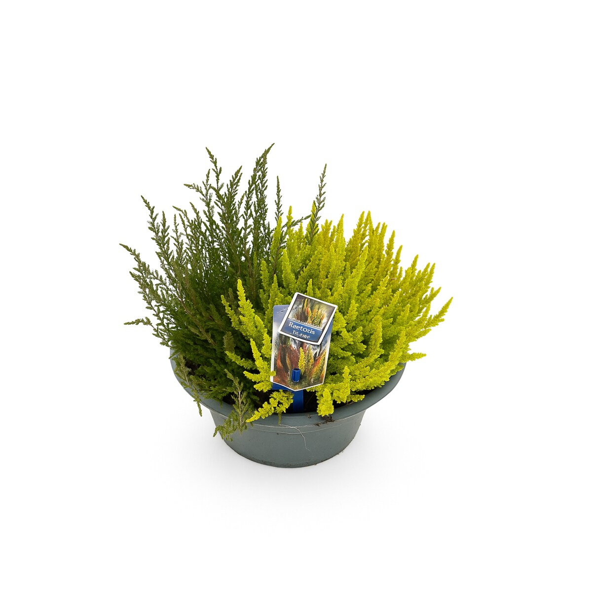 Calluna vulgaris Sunset XXL | Doniczka Ø 23 cm | Wysokość ok. 25 cm ...