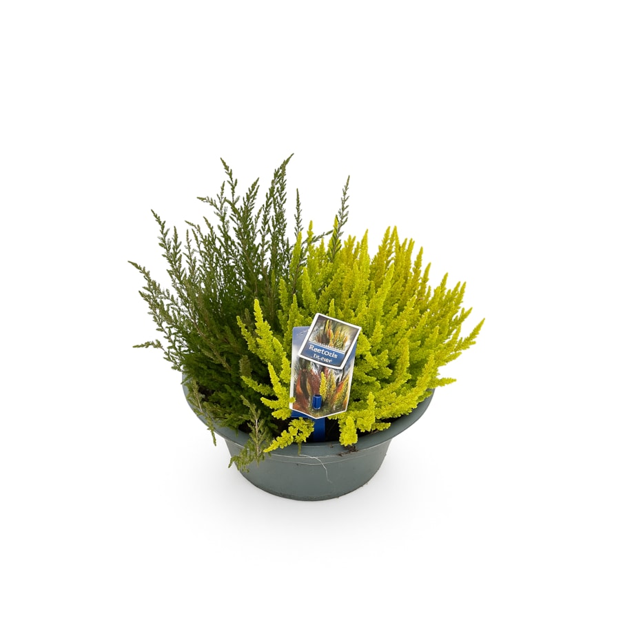 Calluna Sunset Calluna vulgaris Sunset XXL | Doniczka Ø 23 cm | Wysokość ok. 25 cm ...