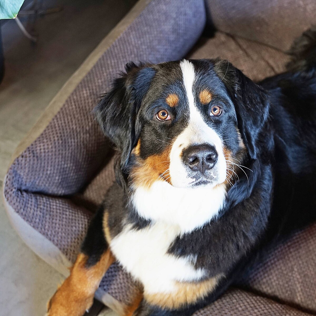 Przytulne legowisko dla psa TEO, 80x60 cm, Brąz