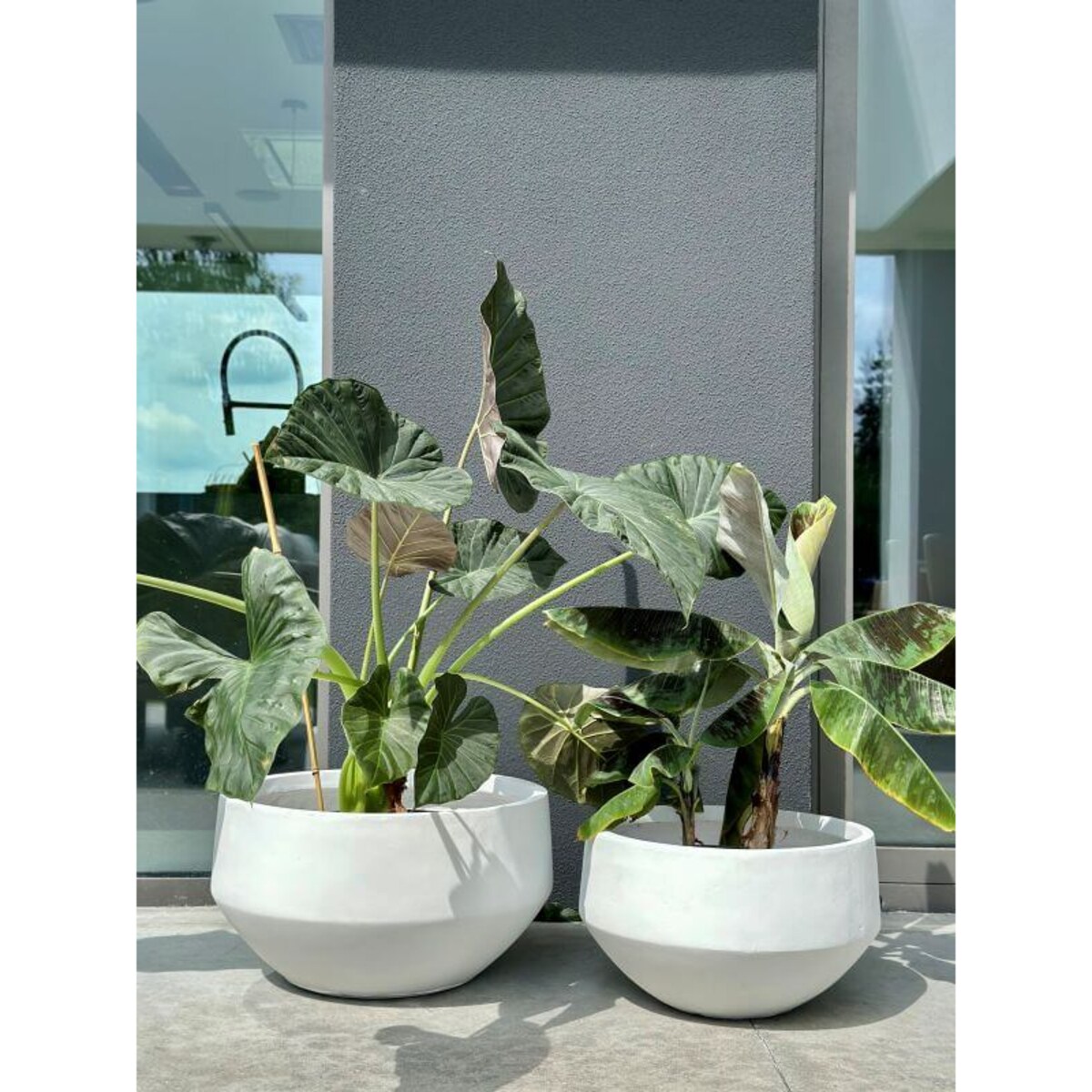 DONICZKA AMANDO BIAŁA S