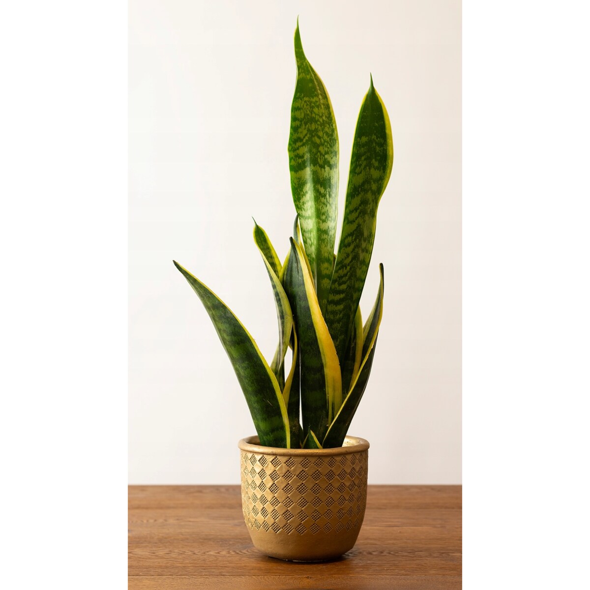 DONICZKA BETONOWA osłonka donica ZŁOTA retro okrągła na bonsai aloesy