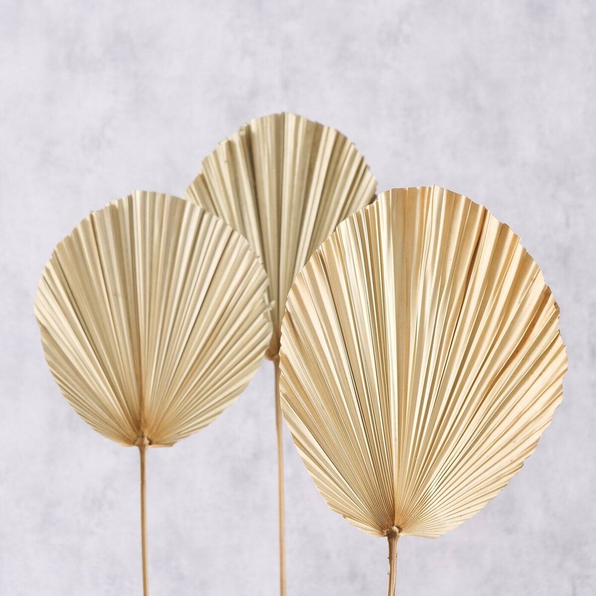 Liście palmy suszone ALYSJA, dekoracje ścienne, 3 sztuki