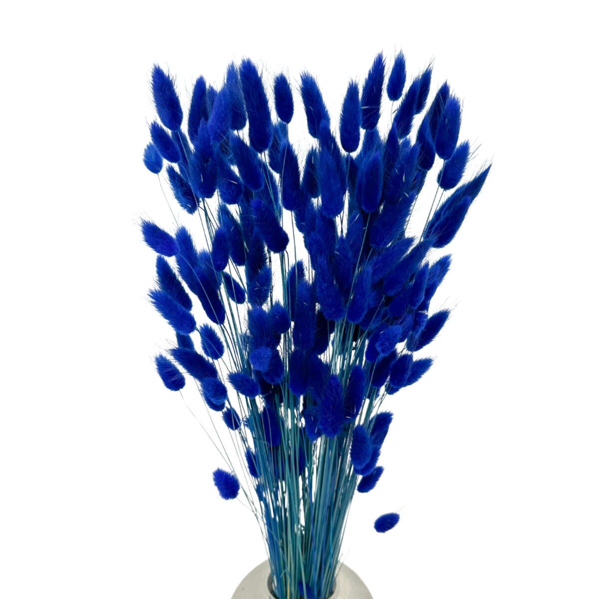 Lagurus Suszony Granatowy - Dmsuzek Jajowaty 70 szt.