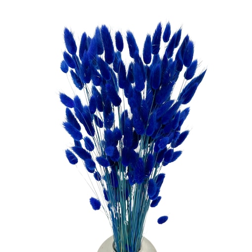 Lagurus Suszony Granatowy - Dmsuzek Jajowaty 70 szt.