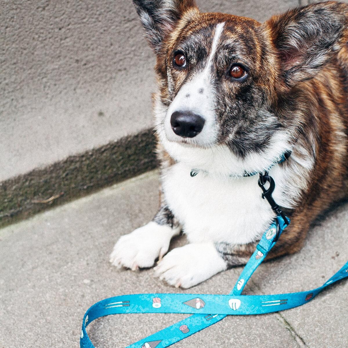 Smycz miejska dla psa lub kota "Psutomaki" - Szerokość taśmy: 25mm, Rozmiar: L oraz Rodzaj: Mały karabinek