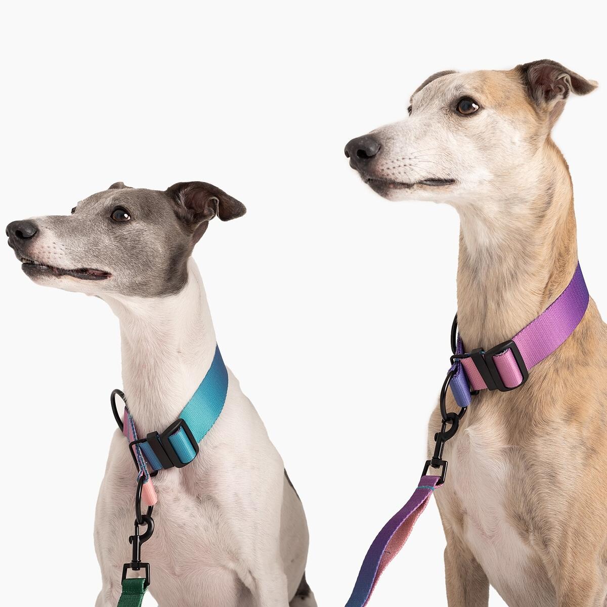 Obroża półzaciskowa dla psa lub kota "Under my ombrella" TURKUS - Szerokość taśmy: 38mm, Rozmiar: XL