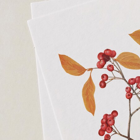 Plakat aronia czerwona 21x30cm