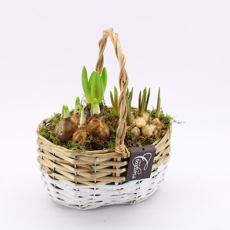 Kompozycja cebulowa z narcyzów, hyiacyntów i muscari Ø22cm wysokość 20-40cm
