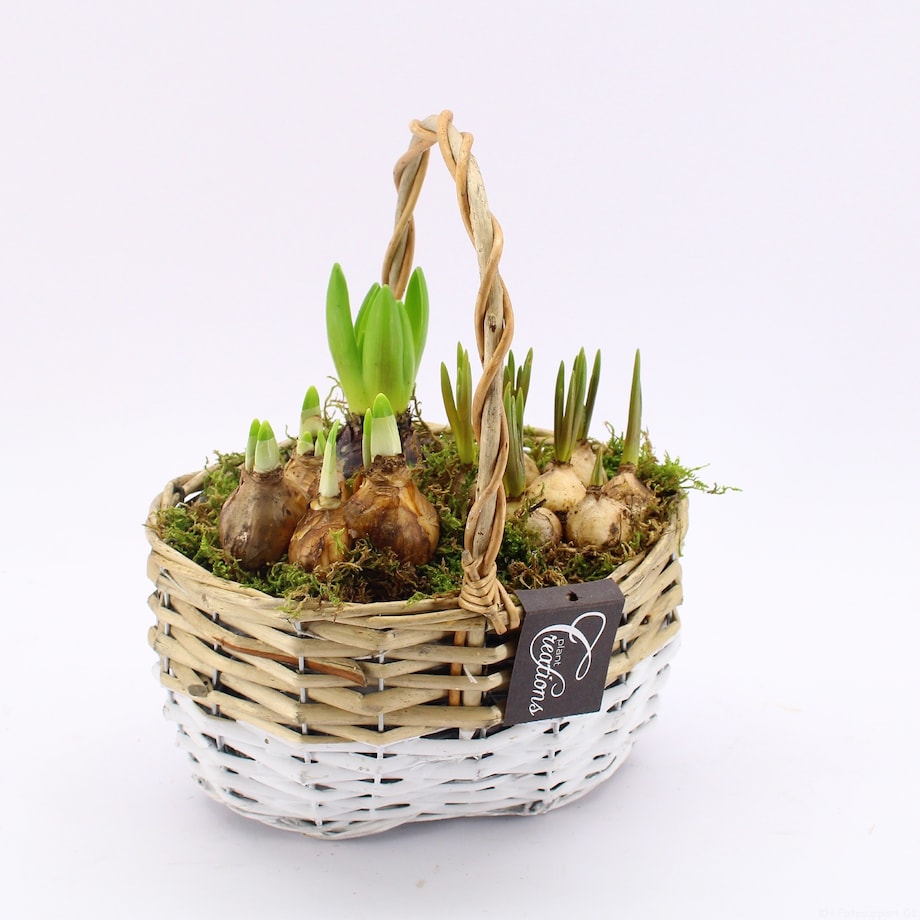 Kompozycja cebulowa z narcyzów, hyiacyntów i muscari Ø22cm wysokość 20-40cm
