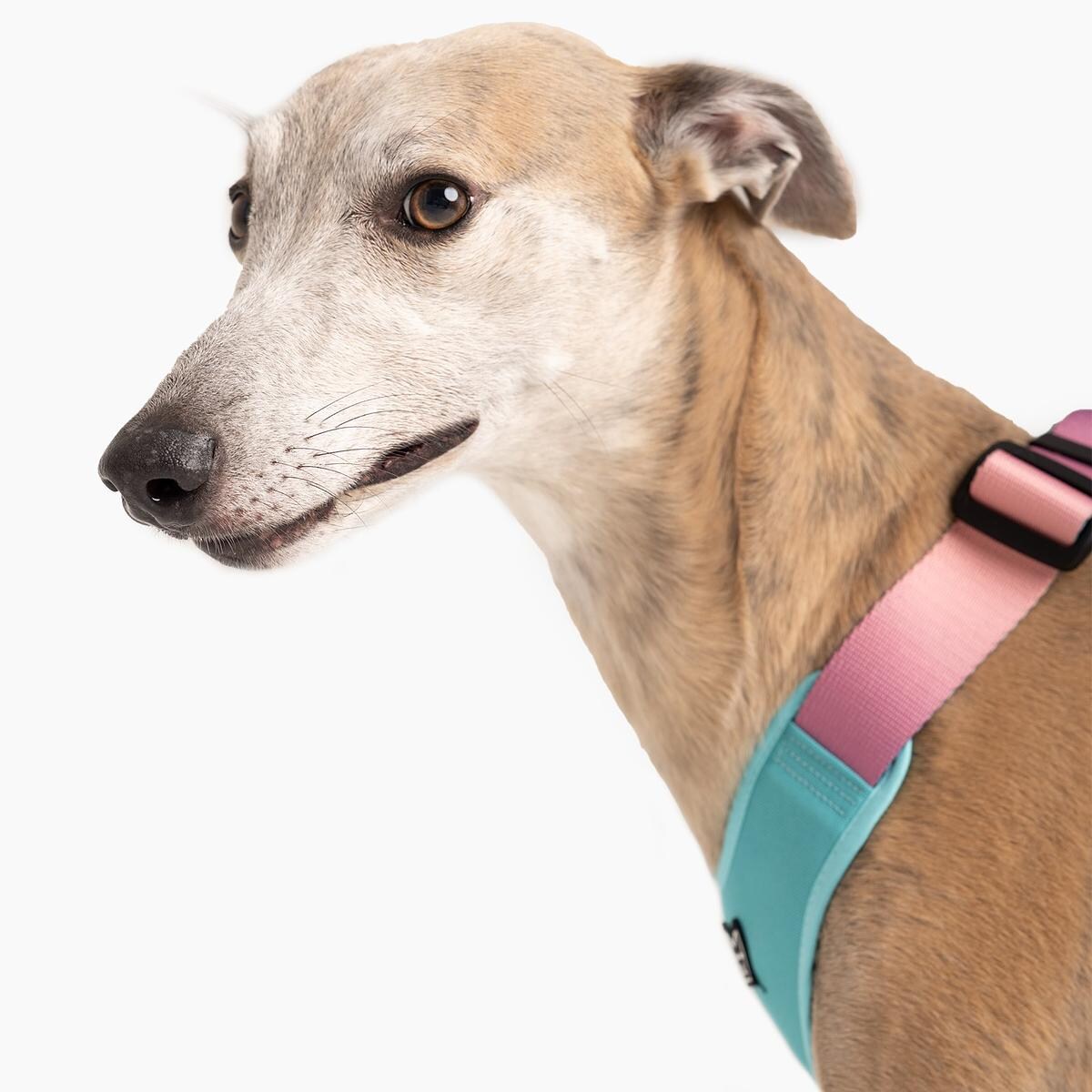 Szelki bezuciskowe dla psa lub kota "Under my ombrella" TURKUS - Szerokość taśmy: 25mm, Rozmiar: XL