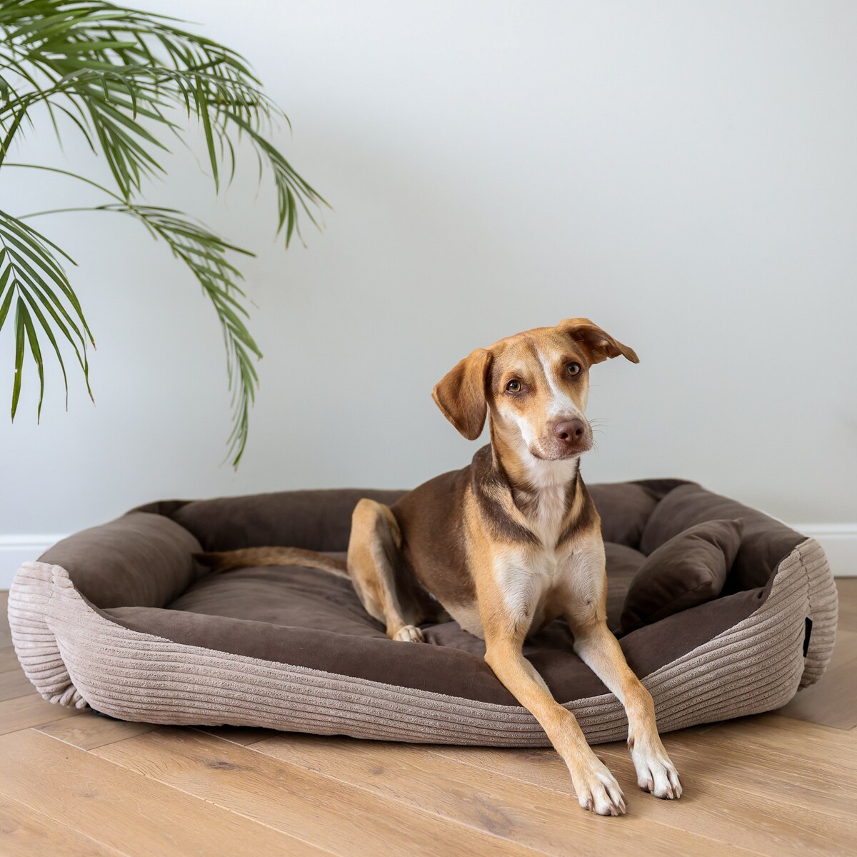 Sztruksowe legowisko dla psa MOLLY, 100x80 cm, Brąz