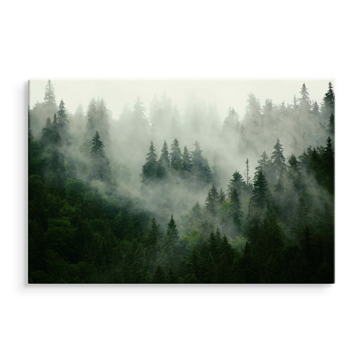 Obraz CANVAS Las WE MGLE 70x50cm