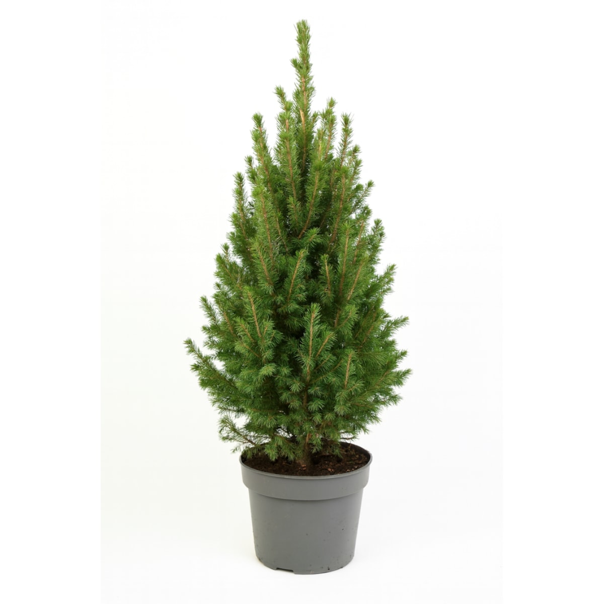 Picea glauca Conica December Doniczka Ø19 cm | Wysokość ok. 60 cm