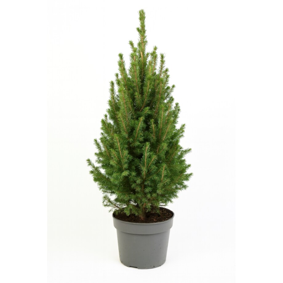 Picea glauca Conica December Doniczka Ø19 cm | Wysokość ok. 60 cm