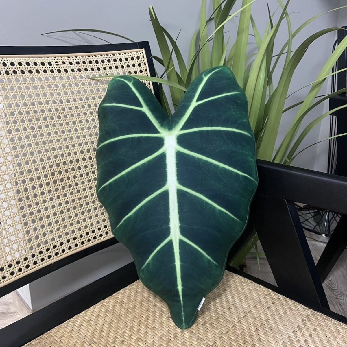 Poduszka liść Alokazja micholitziana Frydek