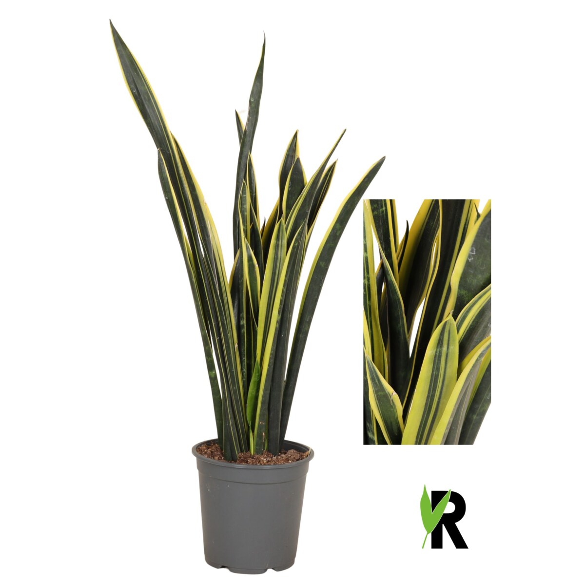 Sansevieria Yellow Golden XXL – Doniczka Ø 24 cm – Wysokość ok. 100 cm
