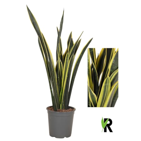 Sansevieria Yellow Golden XXL – Doniczka Ø 24 cm – Wysokość ok. 100 cm