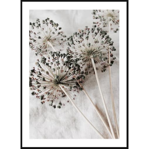 Poster Story, Plakat, Obraz - Suszone Dmuchawce, wymiary 50 x 70 cm