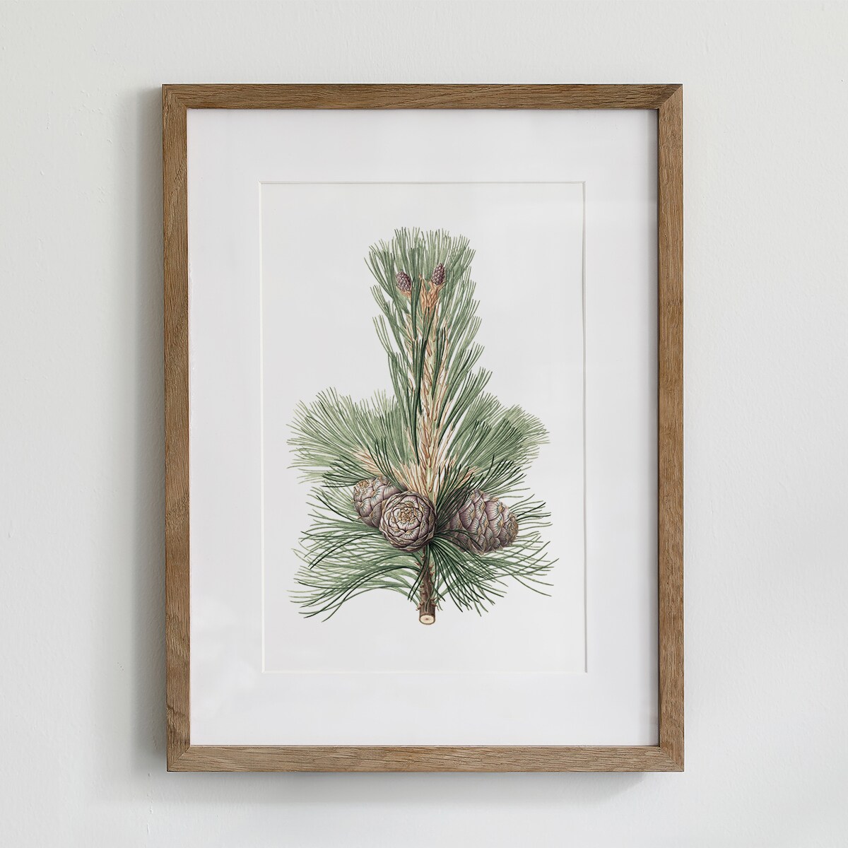 Plakat Gałązka sosny z szyszkami 21x30cm