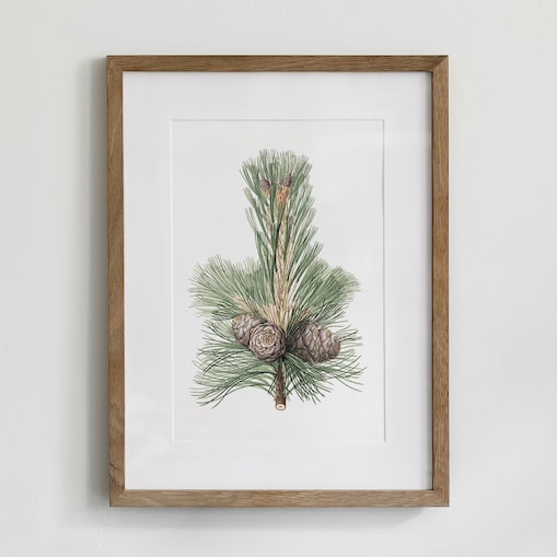 Plakat Gałązka sosny z szyszkami 21x30cm