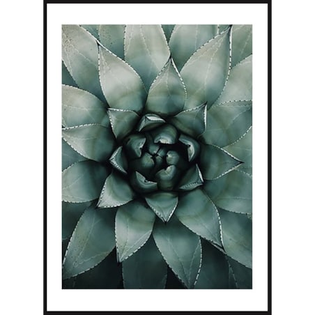 Poster Story, Plakat, Obraz - Sukulent w Zbliżeniu, wymiary 42 x 60 cm