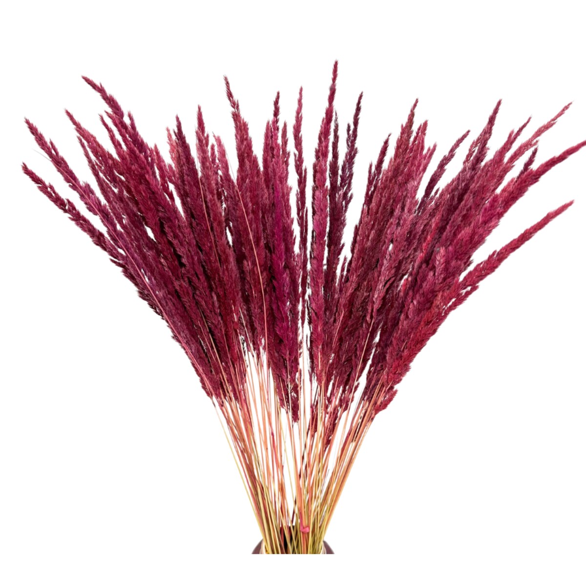 Suszona trawa leśna burgundowa - trawy ozdobne
