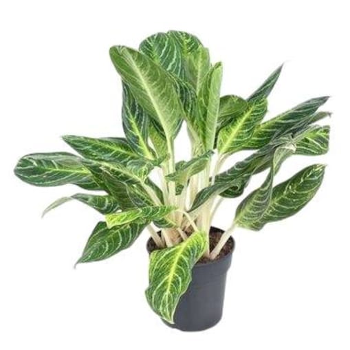 Aglaonema Key Lime – XXL – doniczka Ø 24 cm – wys. 80 cm