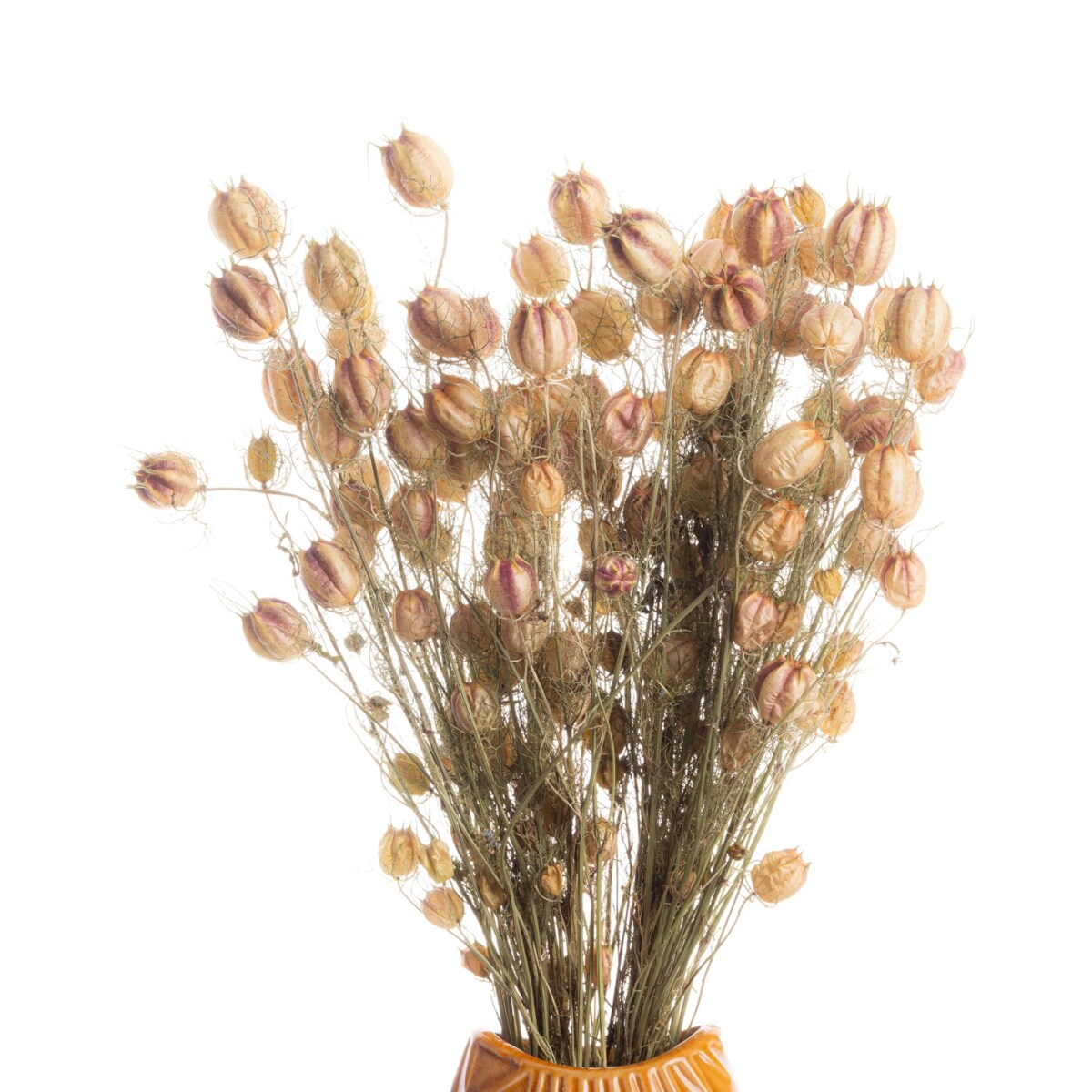 Suszona czarnuszka damasceńska naturalna