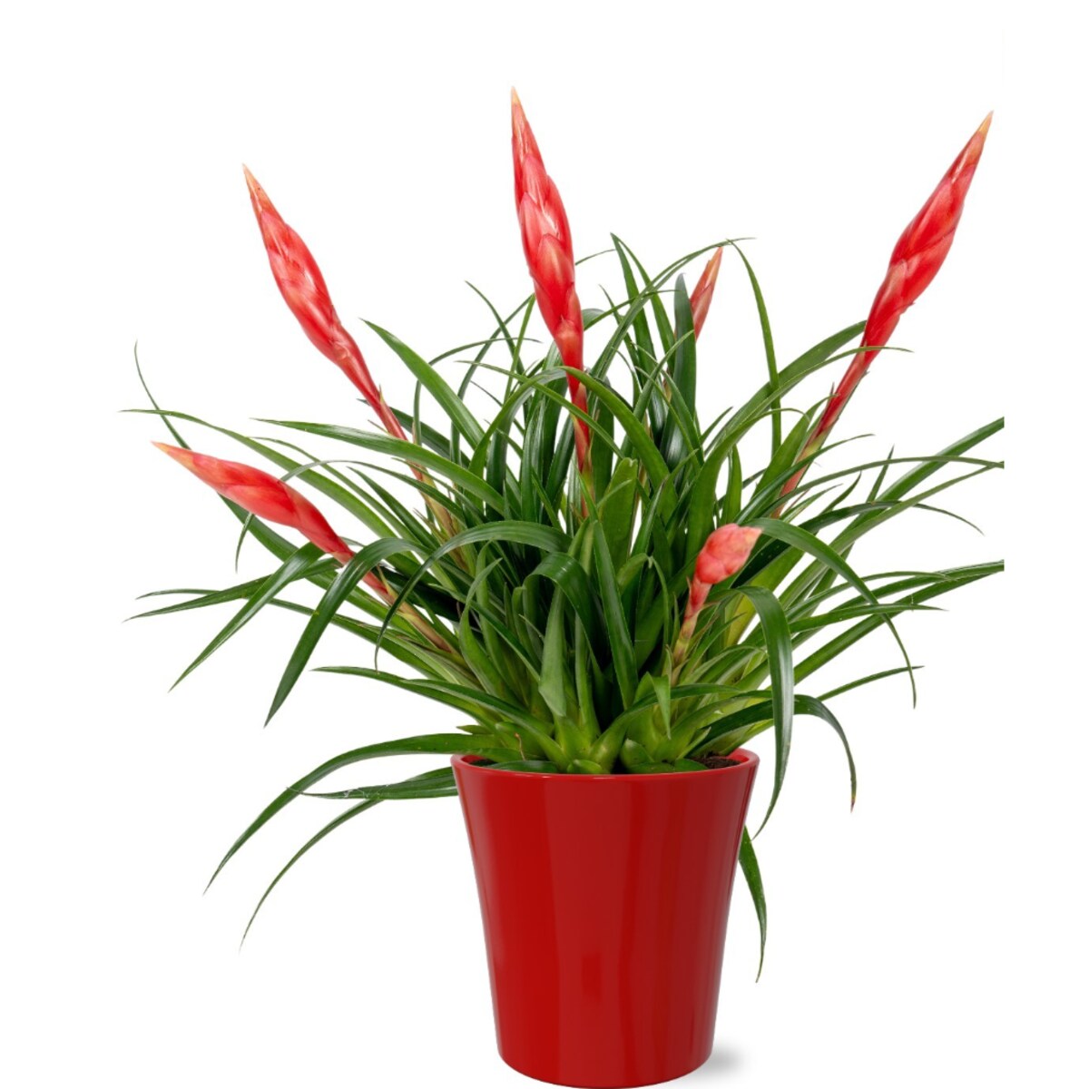 Vriesea Astrid wielokwiatowa | ceramika Ø 13 cm | wysokość ok. 45 cm