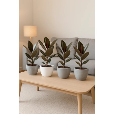 Fikus sprężysty Abidjan– doniczka Ø 17 cm – wysokość 55 cm