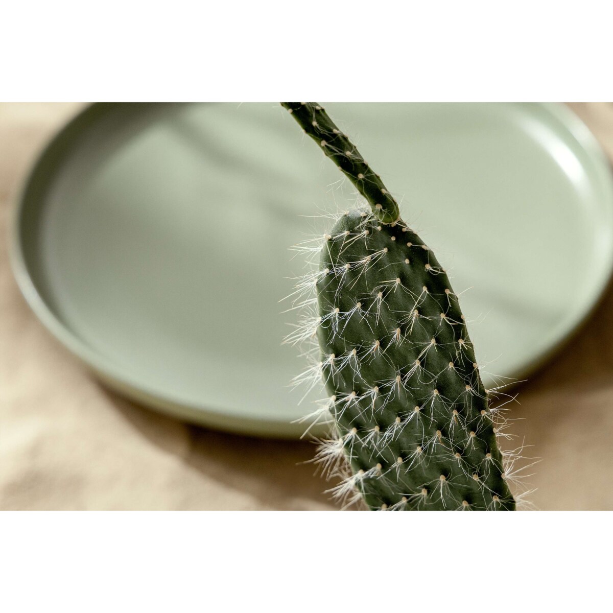 Konsimo VICTO Talerz deserowy 6szt., pistacjowy